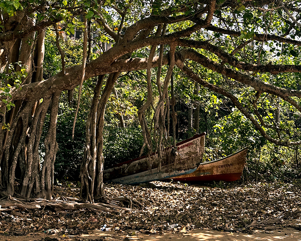 A small boat navigating a calm river through a dense, tropical jungle.
