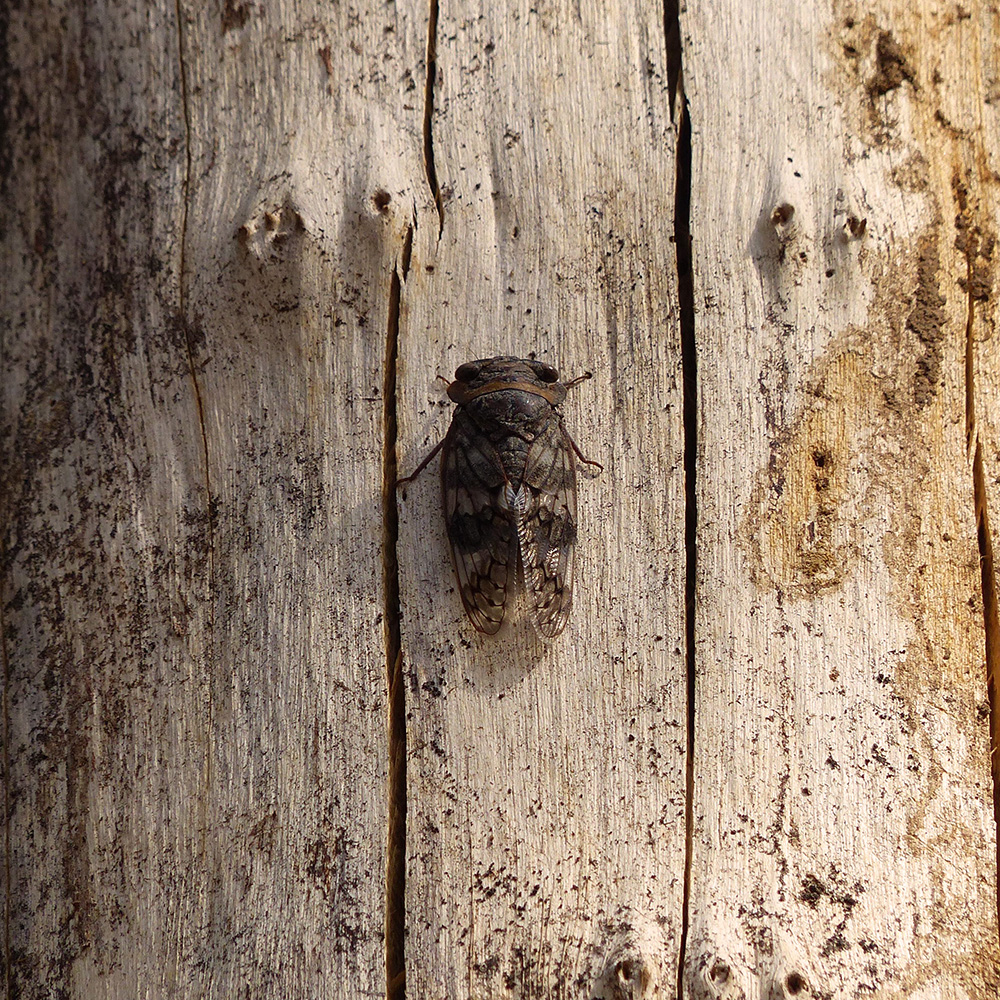A cicada resting on a weathered wooden surface, blending into the textured background.