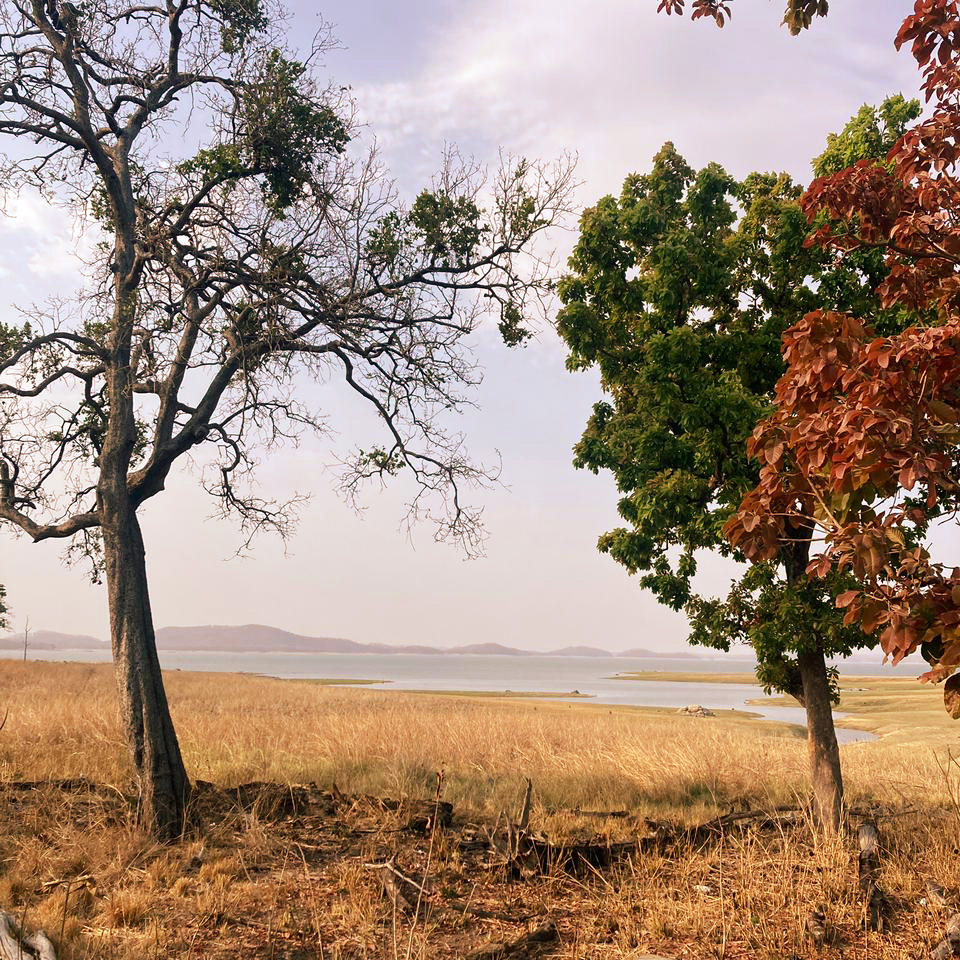 A grassy forest clearing with tall trees on either side and a lake visible in the distance under a bright sky.