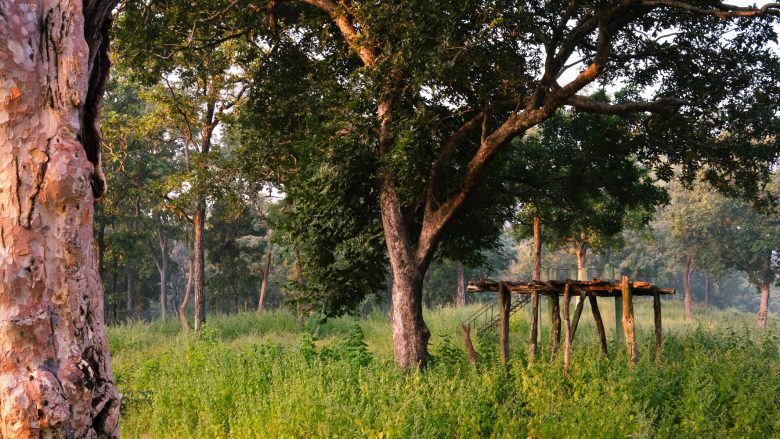 A simple wooden bench on a stone path tucked away in a quiet forest.