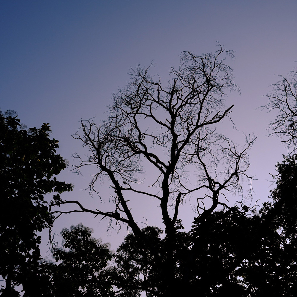 Bare tree branches silhouetted against a purple-blue evening sky, surrounded by darker foliage.