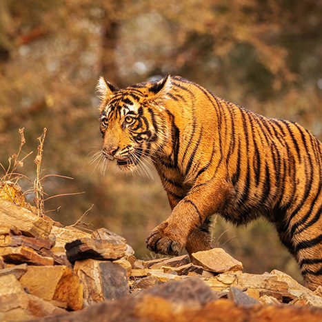 A tiger walking over rocky terrain in a dry forest, its orange and black stripes sharply visible.