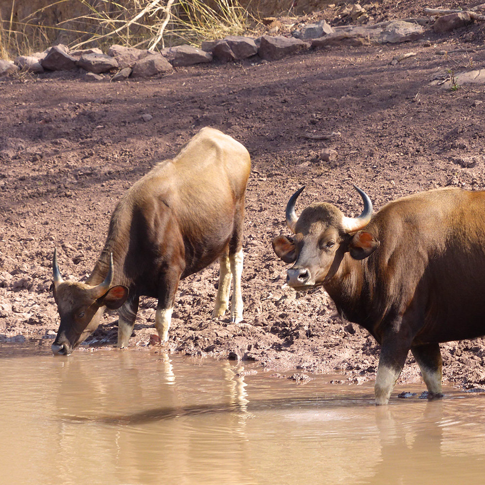 Two Indian bison standing in shallow muddy water, one drinking while the other looks toward the camera
